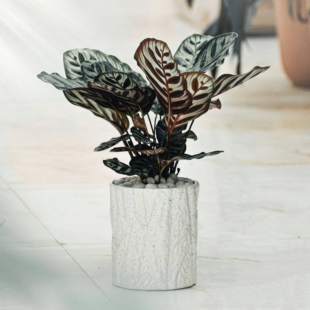 Indoor Plant You Will Kill